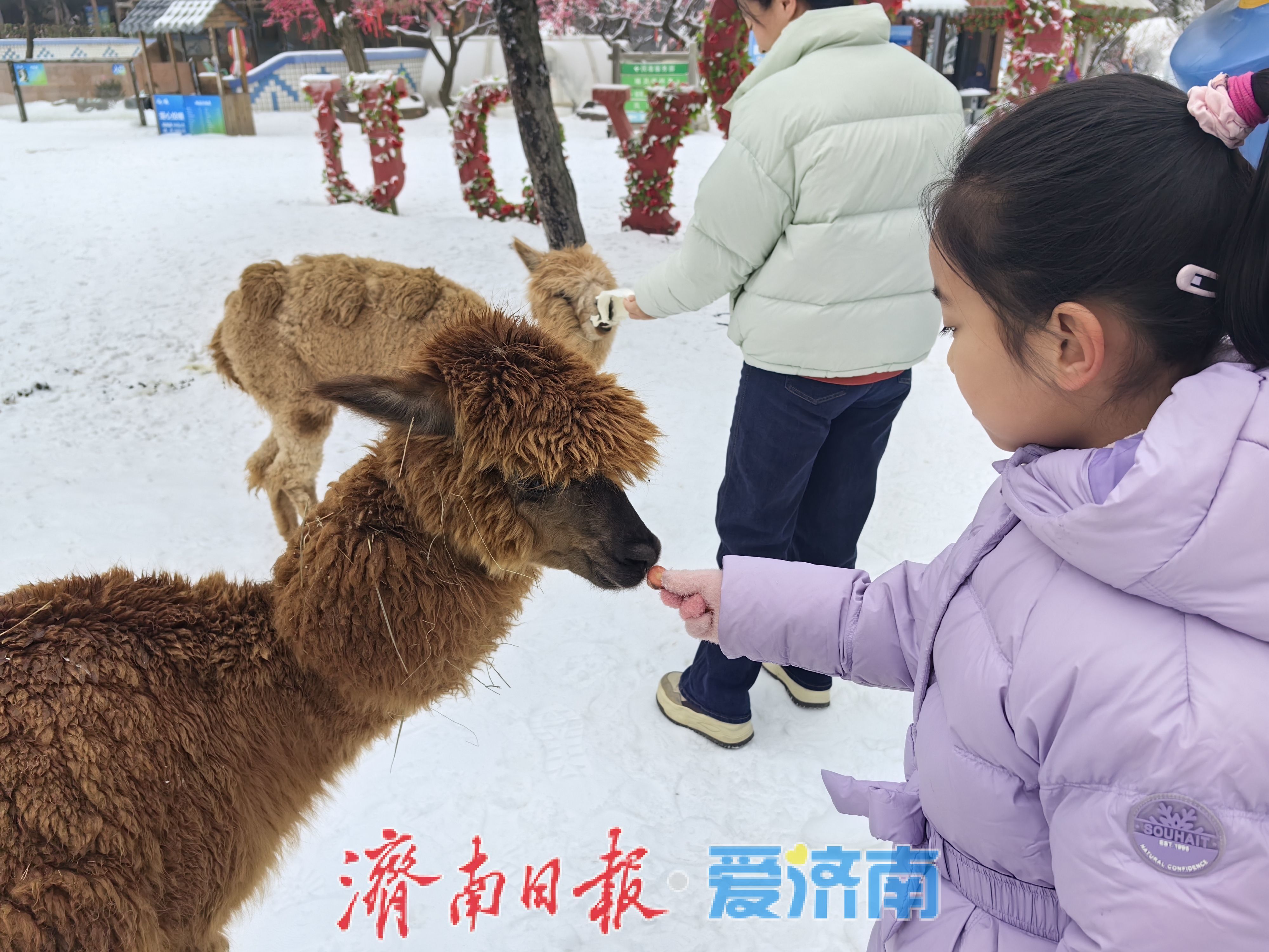 【网络中国节·春节】“泉”在济南过大年｜商家忙生意旺，烟火升腾的济南年味足