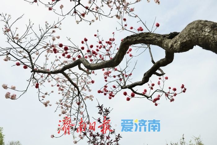 一年四季·泉在济南｜泉城公园碧桃惊艳绽放，一树双色惹人醉