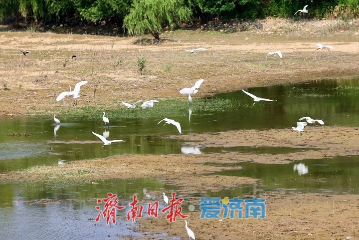群鸟欢歌 逐岸“起舞”