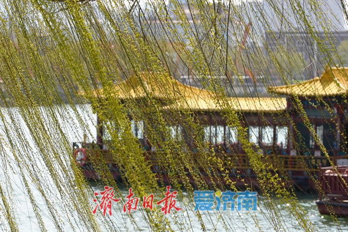 一年四季 泉在济南丨大明湖春色满园 游人踏青享春光