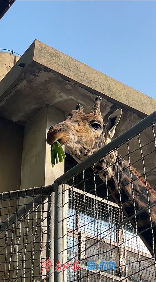 哐哐炫大葱！山东的长颈鹿也有自己的特色食谱