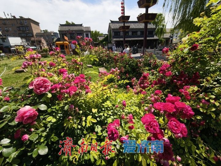 一年四季 泉在济南丨繁花织锦缎 百花洲月季扮靓泉城街巷