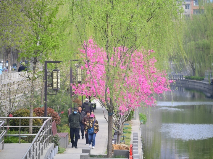 春色美如画，济南百年工商河开启“美颜”模式