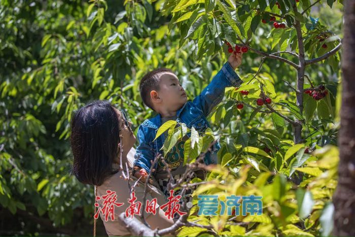 一年四季 泉在济南丨樱桃退场，甜蜜不散场！“泉果飘香”迎来“盛夏的果实”