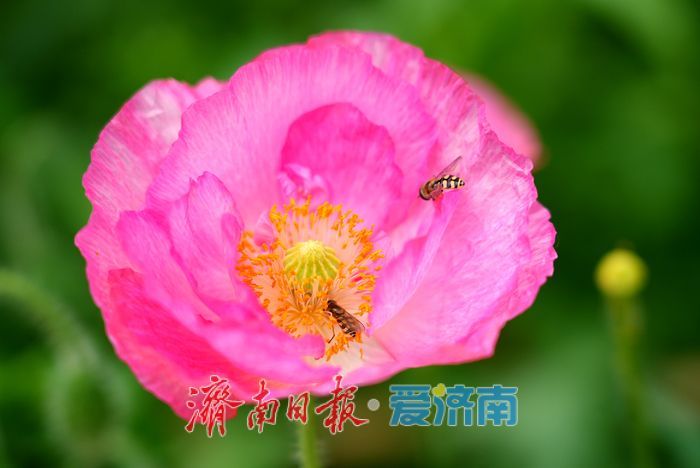 一年四季 泉在济南｜五彩虞美人绽放英雄山，游客沉醉花海忙定格