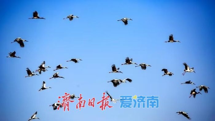 神奇动物在济南，秒变城市“代言人”