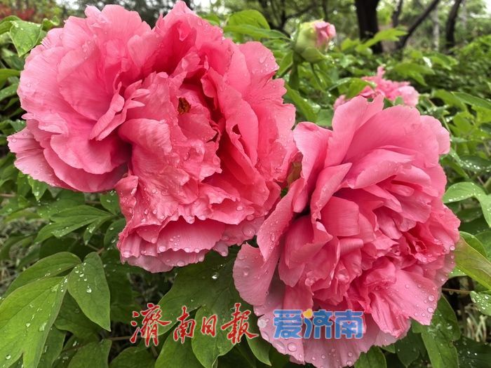 一年四季 泉在济南丨雨润牡丹绽芳容