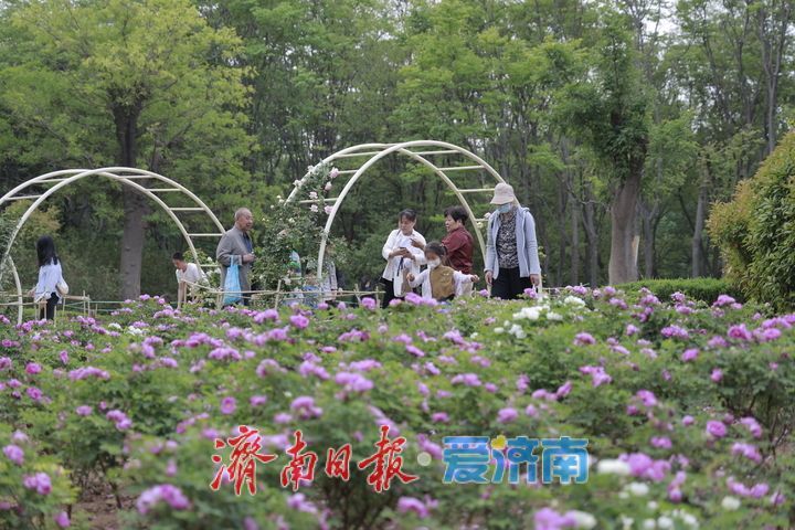 一年四季 泉在济南｜游园赏花过“五一” 缤纷花海引客来