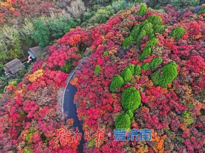 一眼沦陷！错过再等一年，济南红叶谷进入最佳观赏期
