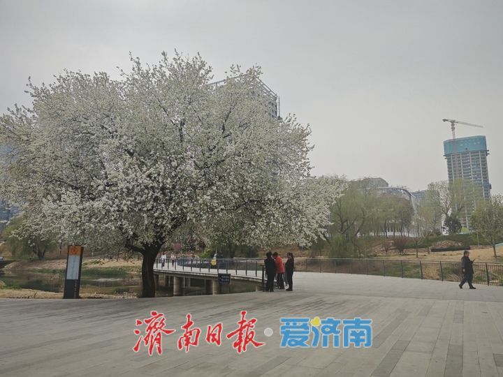 一年四季 泉在济南｜腊山河公园杜梨花开 午间赏花人气浓