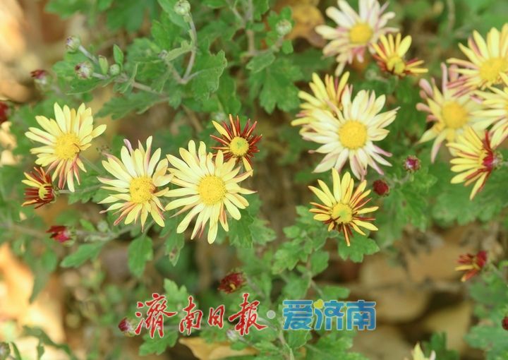 层林尽染秋意浓，“佛山赏菊”正当时