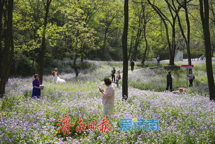 春日限定紫色浪漫！红叶谷二月兰进入最佳观赏期