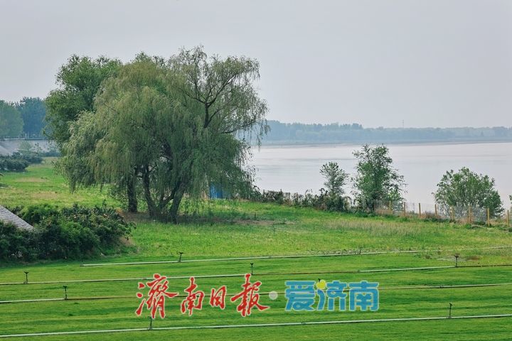 黄河岸畔铺绿毯 生态蝶变绘新篇