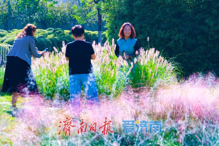 一年四季 泉在济南丨泉城人才公园粉黛乱子草绽放如烟粉雾