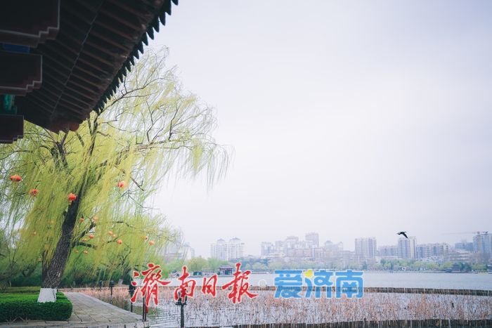 雨霁天青染明湖 泉城春韵入画来