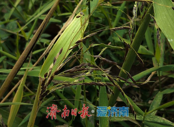 济南最大国有林场发现山东禾本科假稻属新记录种