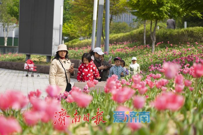 “郁”见春色，济南这片郁金香绽放