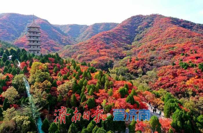 一年四季 泉在济南丨霜降点染山峦红妆 解锁济南红叶谷的高能时刻