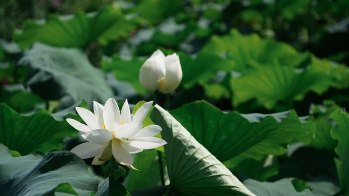 荷花盛开 夏意满塘！济西湿地展夏日绚丽画卷