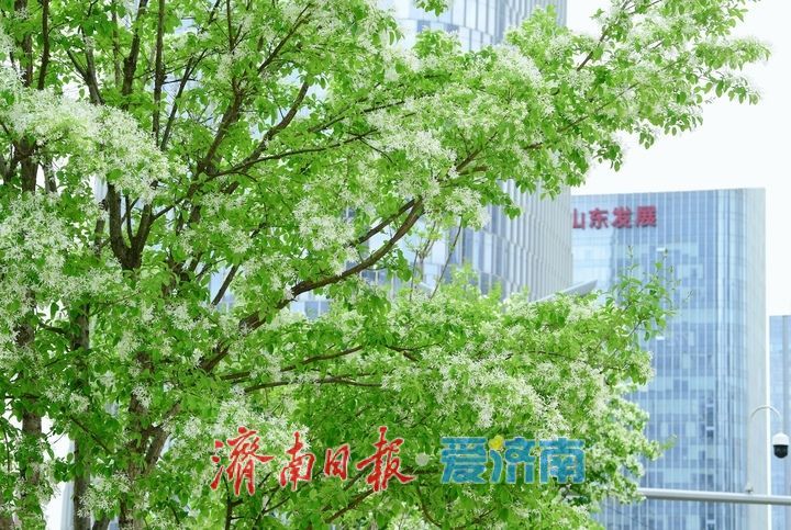 一年四季 泉在济南丨济南中央商务区绘就春日画卷