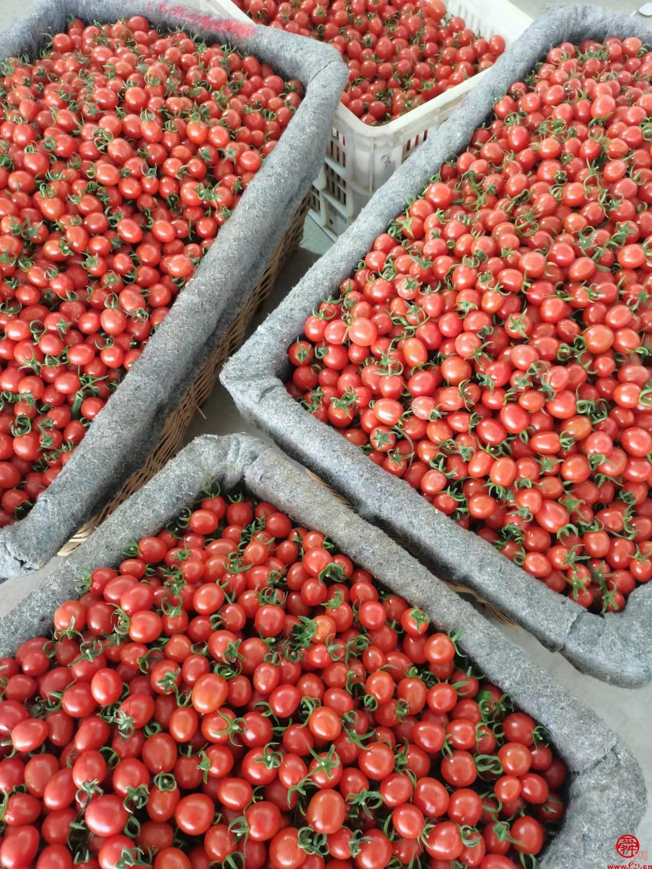 济阳区新市镇史家寺村玲珑果产销两旺