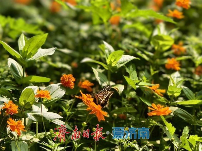 千佛山新增两处花海