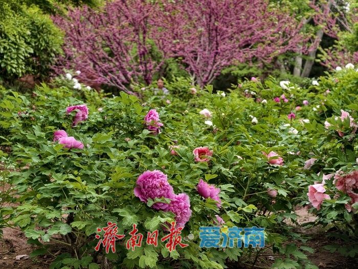 一年四季 泉在济南丨雨后牡丹，分外娇艳