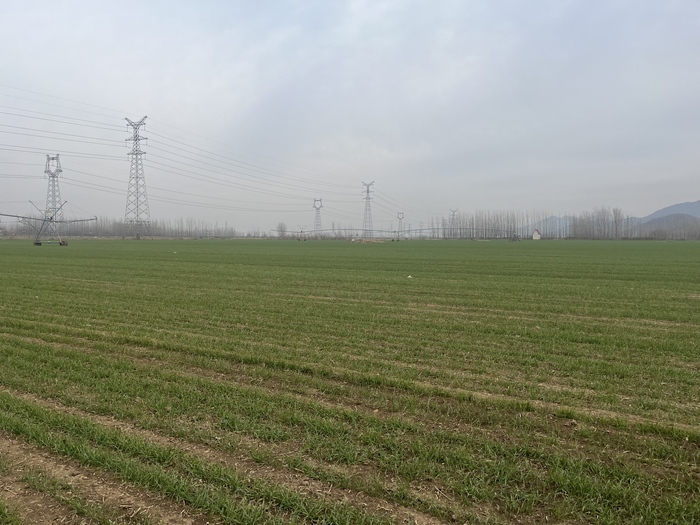 越冬小麦如何管理？听农业专家来支招