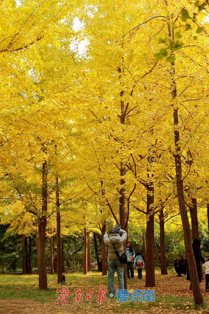 一年四季 泉在济南丨济南森林公园银杏“披金装”，氛围感拉满