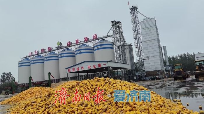 烘干仓24小时运转，履带机抢进地头：直击济南“抢秋”第一线