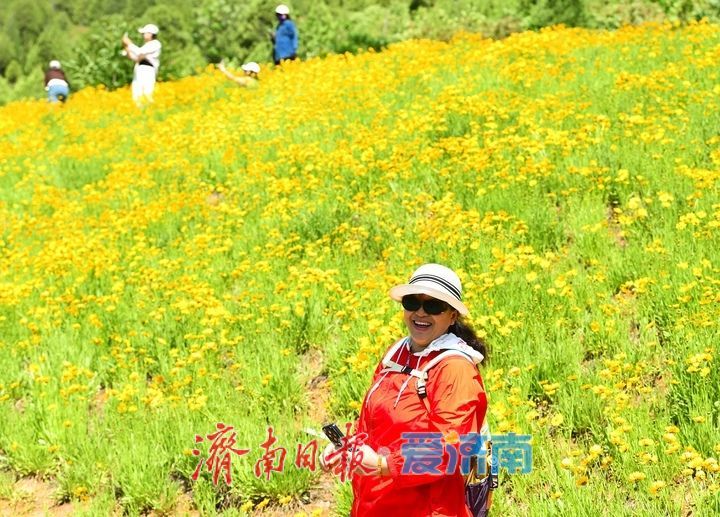 济南初夏“黄金毯”上线！蚰蜒山下万平金鸡菊花海盛放