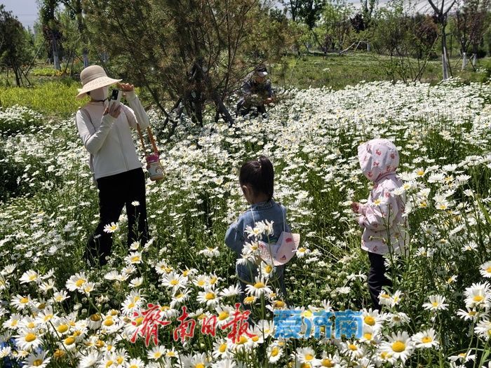 一年四季 泉在济南丨初夏限定！白泉大滨菊花海盛放引市民打卡
