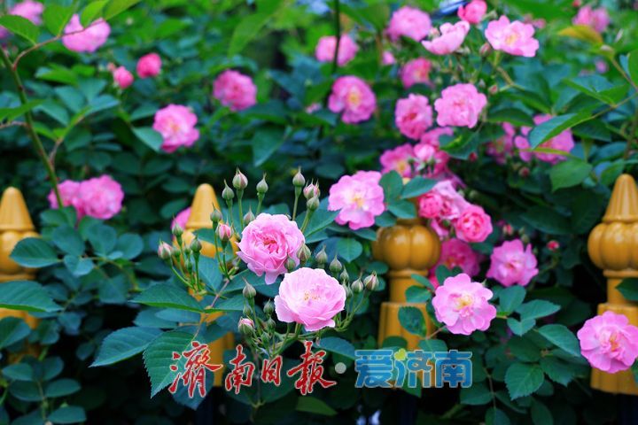 一年四季 泉在济南丨繁花满墙醉游人 蔷薇绽放扮靓泉城