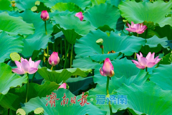 满湖荷花映华山 夏日风光惹人醉