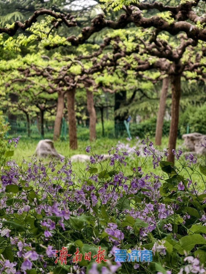 一年四季 泉在济南丨雨后游园享清新
