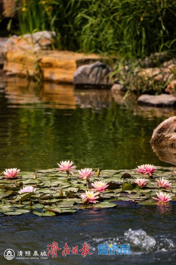 一年四季 泉在济南丨花火映泉·音律漫城——在清照泉城共赴藕花深处的夏天