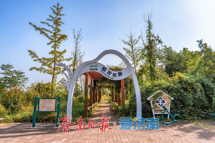 稻熟时节，邂逅乡村生态之美