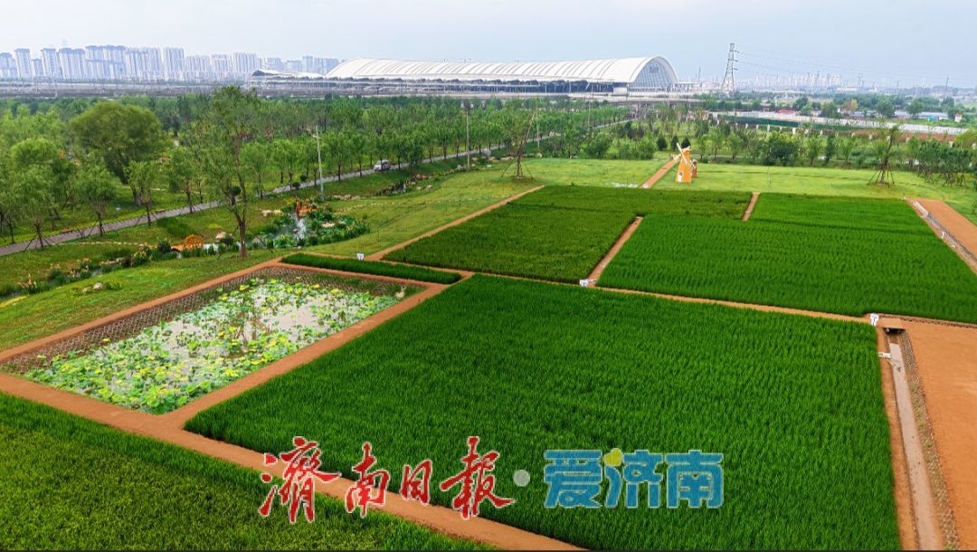 7月3日起，济南白泉生态保护项目对市民免费开放