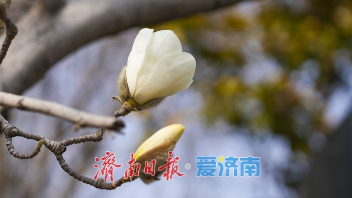 济南街头，玉兰花悄然绽放