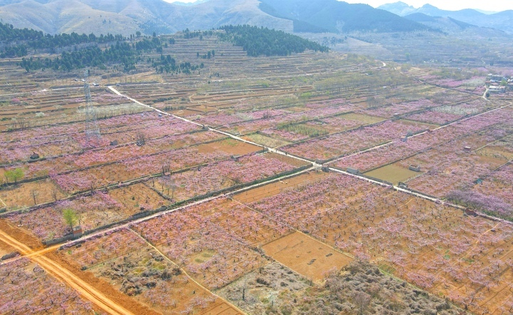 满树粉黛迷人眼，济南现实版“桃花源”等你来打卡