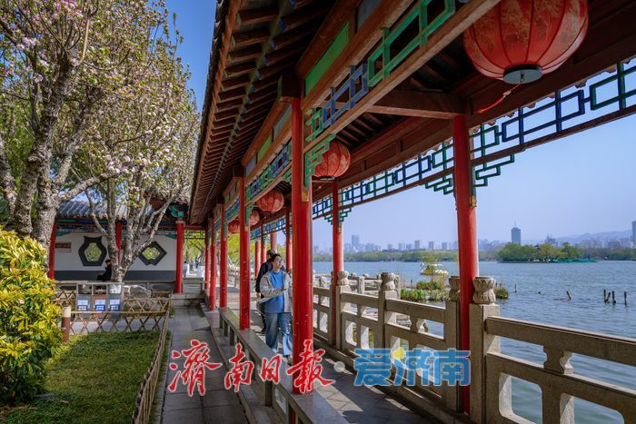 济南大明湖西府海棠盛放 古园春色醉游人