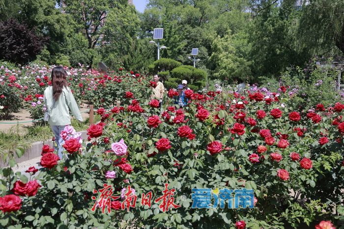 一年四季 泉在济南丨初夏赴花约 泉城公园花海醉游人