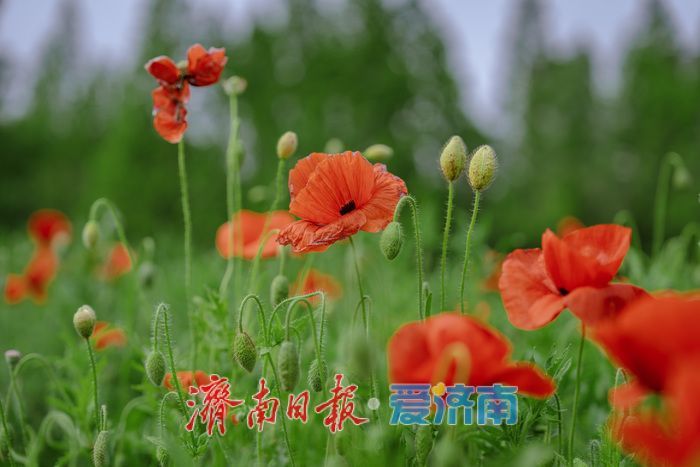 一年四季 泉在济南丨泉城春日 “调色盘” 上新！济南森林公园百花齐放，斑斓色彩扮靓天然氧吧