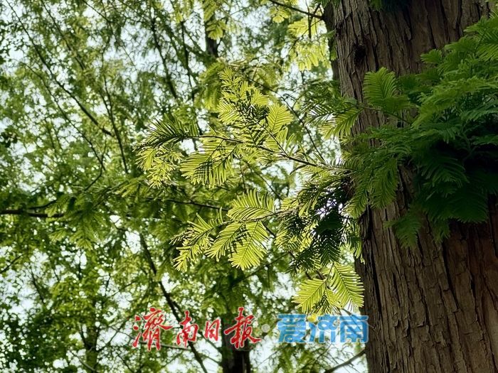 一年四季 泉在济南丨泉城公园水杉林 初夏演绎“绿野仙踪”