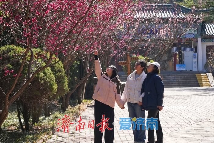 满谷芬芳！济南红叶谷梅花进入最佳观赏期