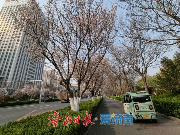 紫叶李铺就春日“花漾大道”