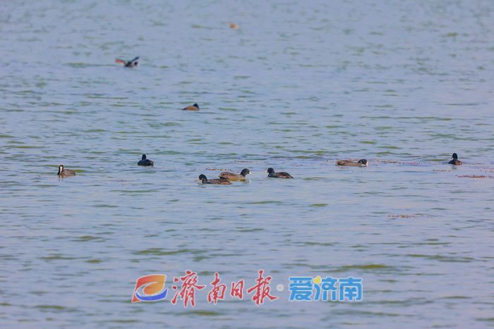 罕见！章丘白云湖首次迎来白化白骨顶