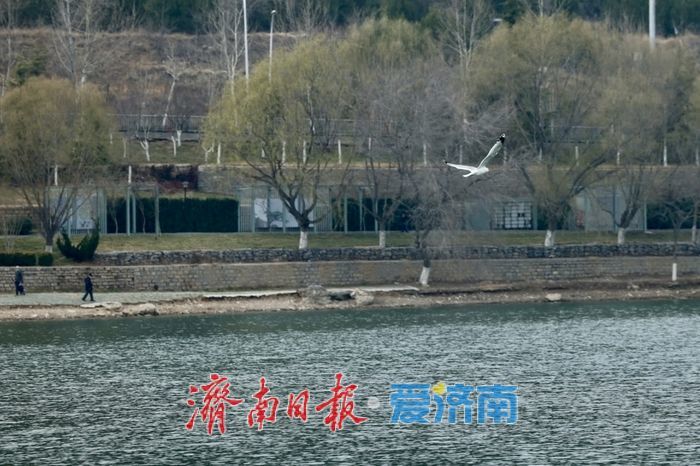 湖光潋滟处，鸥鸟共春舞——春日凤凰湖生机勃勃