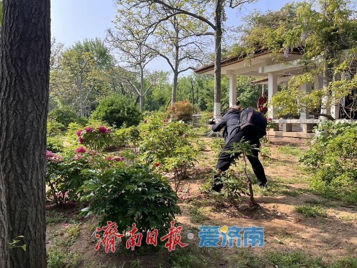 牡丹面前，你的样子真的不美