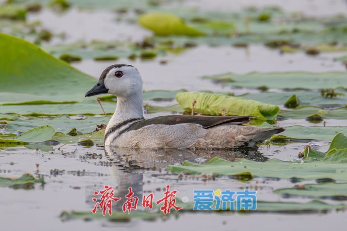 惊喜！“世界上最小的鸭子”棉凫“夫妇”现身华山湖